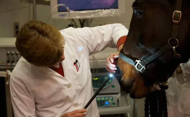 The Ultimate Guide to Choosing Veterinary Endoscopy Equipment for Your Practice