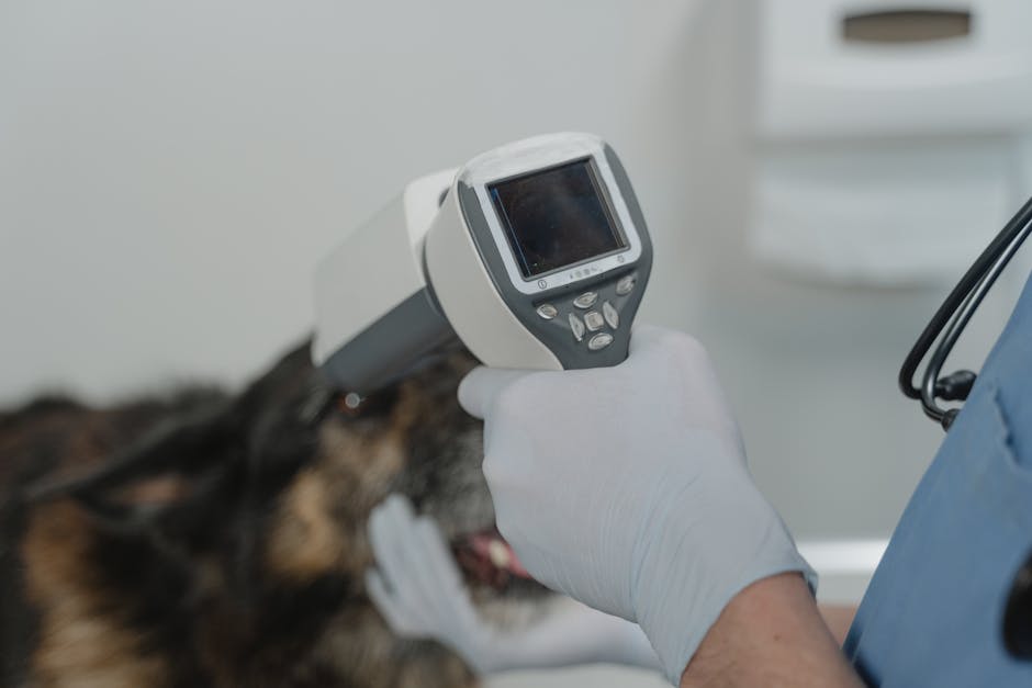 Veterinarian examining dog's eye with medical device
